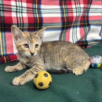 Taryn -  Domestic Short Hair Cat for Adoption in Hawthorne, California - Taryn | PetCurious