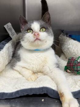 Domestic Short Hair Cats Available for Adoption - Joey | PetCurious