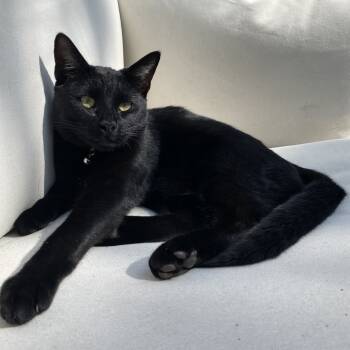 Rescue Domestic Short Hair Cats for Adoption in Los Angeles, California - Hugo | PetCurious