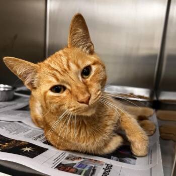 Bramblebush -  Domestic Short Hair Cat Available for Adoption in Corpus Christi, Texas - Bramblebush | PetCurious