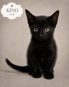 Kino -  American Shorthair Cat for Adoption in Miami, Florida - Kino | PetCurious