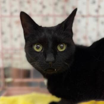 Domestic Short Hair Cats Available for Adoption - Yuri | PetCurious