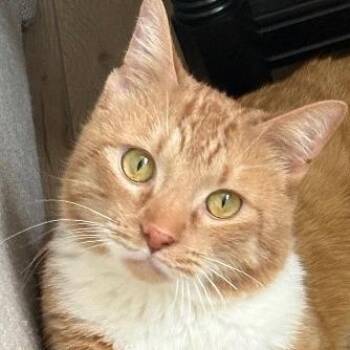 Marty -  Domestic Short Hair Cat Available for Adoption in Murray, Utah - Marty | PetCurious