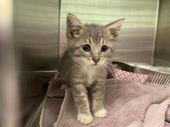 MARNIE -  Domestic Short Hair Cat for Adoption in Tustin, California - MARNIE | PetCurious