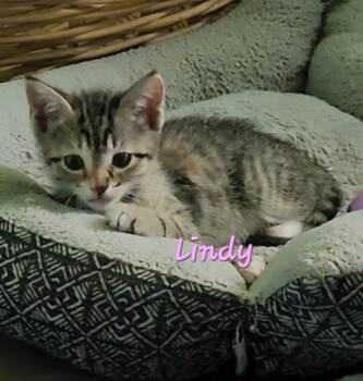 04818B Lindy -  Domestic Short Hair Cat for Adoption in North Charleston, South Carolina - 04818B Lindy | PetCurious