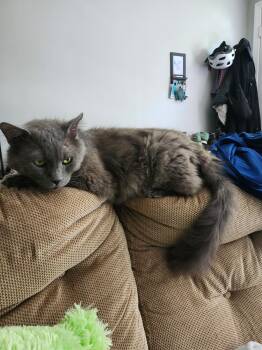 Bear -  Domestic Medium Hair and Domestic Short Hair Cat for Adoption in Columbia, South Carolina - Bear | PetCurious