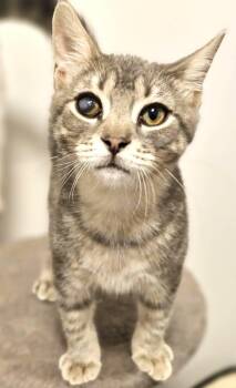 Rescue Domestic Short Hair and Tabby Cats for Adoption in Chertsey, Quebec - Linus | PetCurious