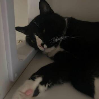 Mateo -  Domestic Short Hair Cat for Adoption in New York, New York - Mateo | PetCurious
