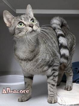Albacore -  Domestic Short Hair Cat for Adoption in Mason, Michigan - Albacore | PetCurious