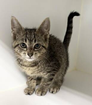 Jedi -  Domestic Short Hair Cat for Adoption in Rochester, Indiana - Jedi | PetCurious