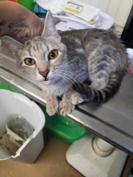 Rescue Domestic Short Hair Cats for Adoption in Zimmerman, Minnesota - Sheila | PetCurious