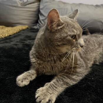 Buddy Guy -  Domestic Short Hair Cat for Adoption in Grand Rapids, Minnesota - Buddy Guy | PetCurious