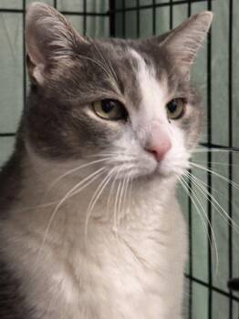 Grady -  Domestic Short Hair Cat for Adoption in Locust Grove, Virginia - Grady | PetCurious