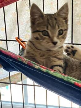 Ashley -  Domestic Short Hair Cat for Adoption in Lunenburg, Massachusetts - Ashley | PetCurious