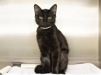 Domestic Short Hair Cats Available for Adoption in Phoenix, Arizona - MITTENS | PetCurious