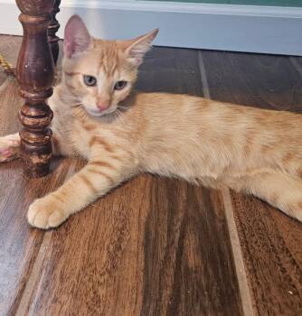 Dodge Vroom Vroom -  Domestic Short Hair Cat for Adoption in Chandler, Arizona - Dodge Vroom Vroom | PetCurious