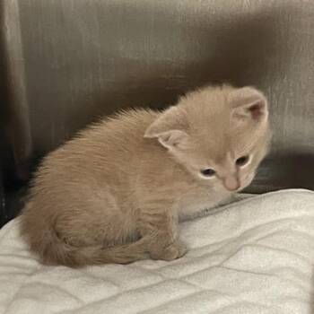 Larry -  Domestic Short Hair Cat for Adoption in Port Charlotte, Florida - Larry | PetCurious