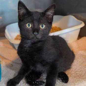 Firefly -  Domestic Short Hair Cat for Adoption in Jefferson City, Tennessee - Firefly | PetCurious