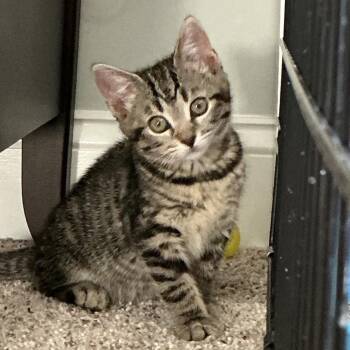 Ivy -  Domestic Short Hair Cat Available for Adoption in Potomac, Maryland - Ivy | PetCurious