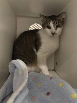 Domestic Short Hair Cats Available for Adoption in Indianapolis, Indiana - COLIN | PetCurious