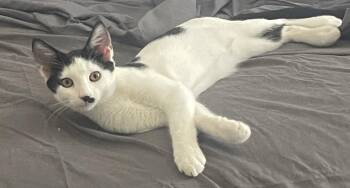 Castor -  Domestic Short Hair Cat for Adoption in Ocala, Florida - Castor | PetCurious
