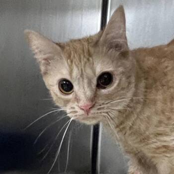 Zella -  Domestic Short Hair Cat for Adoption in New York, New York - Zella | PetCurious