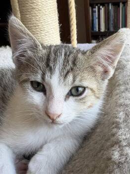vincent -  Tabby and Domestic Short Hair Cat for Adoption in San Jose, California - Vincent | PetCurious