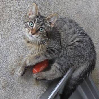 Abby -  Domestic Short Hair Cat for Adoption in Birmingham, Alabama - Abby | PetCurious