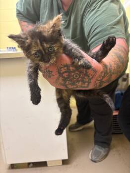 Mocha -  Domestic Short Hair Cat for Adoption in Crossville, Tennessee - Mocha | PetCurious