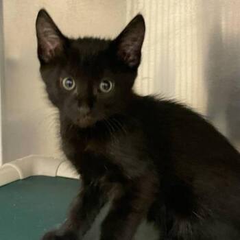 Silkworm -  Domestic Short Hair Cat for Adoption in Walnut Creek, California - Silkworm | PetCurious