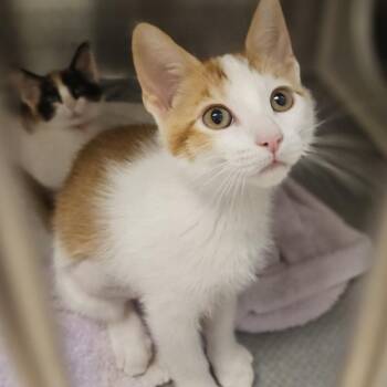 Elastigirl -  Domestic Short Hair Cat for Adoption in Oakland, California - Elastigirl | PetCurious