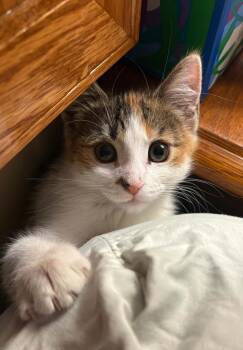 Domestic Short Hair Cats Available for Adoption in Minneapolis, Minnesota - Brittany | PetCurious