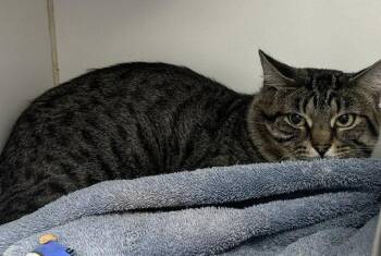 Domestic Short Hair Cats Available for Adoption in Sterling, Massachusetts - Rupert 6 Years Old | PetCurious