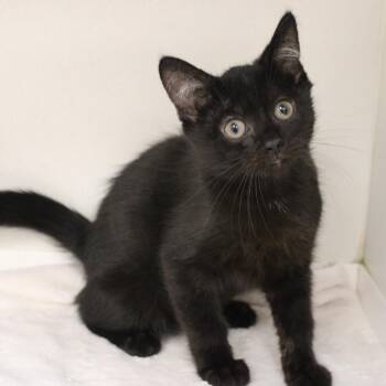 Cuatro -  Domestic Short Hair Cat for Adoption in Champaign, Illinois - Cuatro | PetCurious