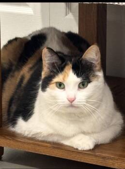 Domestic Short Hair Cats Available for Adoption in Walled Lake, Michigan - Kalei (must Be Adopted With Rascol) | PetCurious