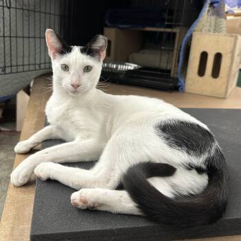 Willoughby -  Domestic Short Hair Cat for Adoption in New York, New York - Willoughby | PetCurious