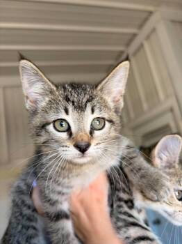 Caramel -  Domestic Short Hair Cat for Adoption in Greensburg, Indiana - Caramel | PetCurious