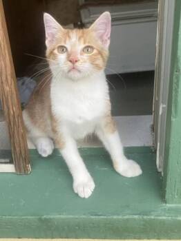 Geometry -  Domestic Short Hair Cat for Adoption in Groveland, Massachusetts - Geometry | PetCurious