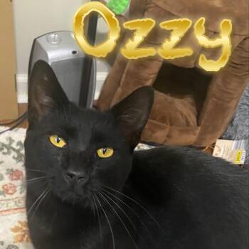 Rescue Domestic Short Hair Cats for Adoption in Morganton, North Carolina - Ozzy | PetCurious