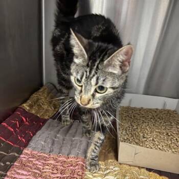 LENA -  Domestic Short Hair Cat for Adoption in Indianapolis, Indiana - LENA | PetCurious