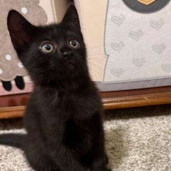 Love (FKA Dana) -  Domestic Short Hair Cat for Adoption in Cumming, Georgia - Love (FKA Dana) | PetCurious