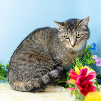 Rescue Domestic Short Hair Cats for Adoption in Durham, North Carolina - Baukis | PetCurious