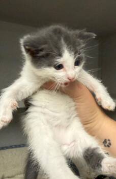 Darrel -  Domestic Medium Hair Cat for Adoption in Greencastle, Indiana - Darrel | PetCurious