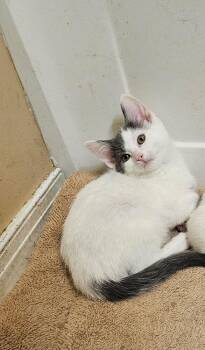 Domestic Short Hair Cats Available for Adoption - Matthew | PetCurious