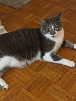 Dennise -  Domestic Short Hair Cat for Adoption in Brampton, Ontario - Dennise | PetCurious