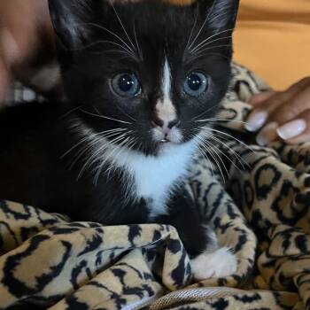 Rescue Tuxedo Cats for Adoption in Parkland, Florida - Bella | PetCurious