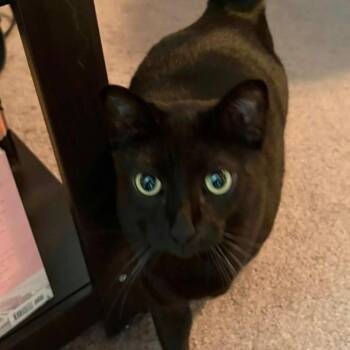 Paulie -  Domestic Short Hair Cat for Adoption in Reno, Nevada - Paulie | PetCurious