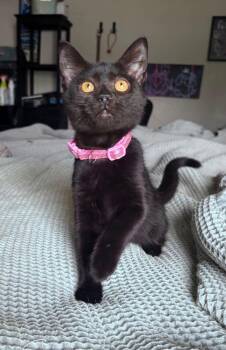 Midnight -  Domestic Short Hair Cat for Adoption in Milton, Delaware - Midnight | PetCurious