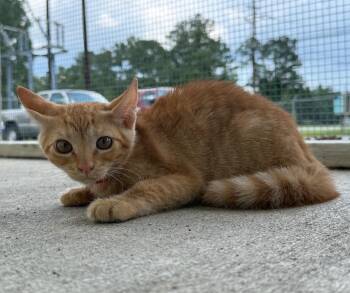 Diedra -  Domestic Short Hair Cat for Adoption in Kingsland, Georgia - Diedra | PetCurious