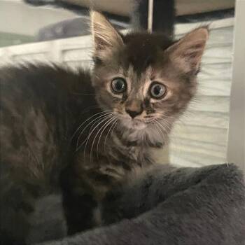 Tracy -  Domestic Short Hair Cat for Adoption in Cumming, Georgia - Tracy | PetCurious